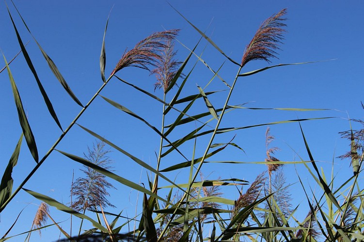 Sentiero dello stagno di Vernange a Monthieux