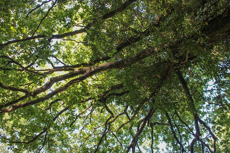Sentiero dello stagno di Vernange a Monthieux