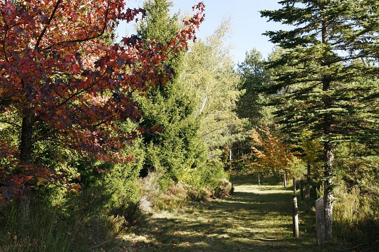 Franchard arboretum trail - Accessible to persons with reduced mobility