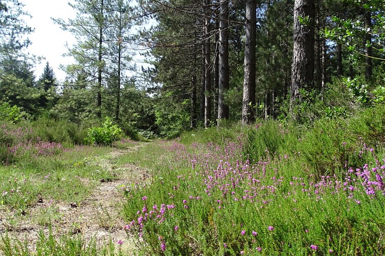 Franchard arboretum trail - Accessible to persons with reduced mobility