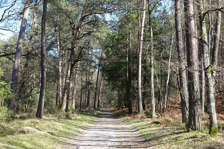Forêt de Fontainebleau