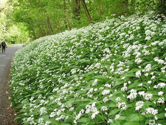 Ail Des Ours-hardencourt