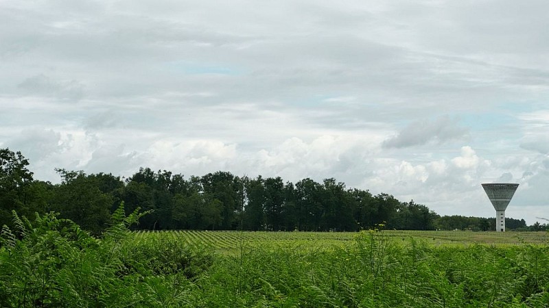 Vignes - Anciennes landes