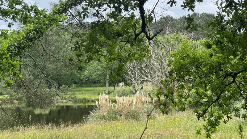 Lac - Anciennes Landes