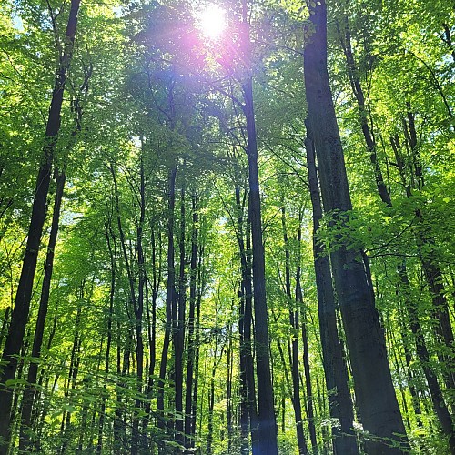Forêt des Fausses Reposes
