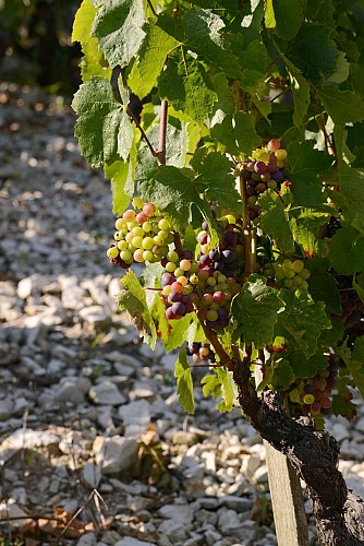 Hike "les vignes" in Cerdon