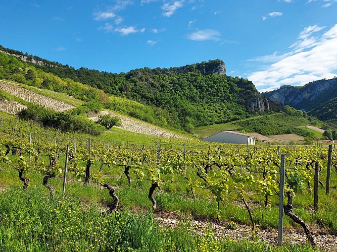 Hike "les vignes" in Cerdon