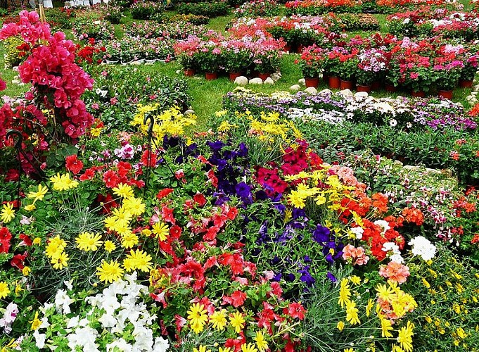 Saint-Jean-de-Côle_floralies_4