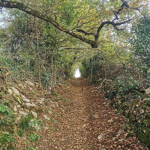 Chemin du Causse