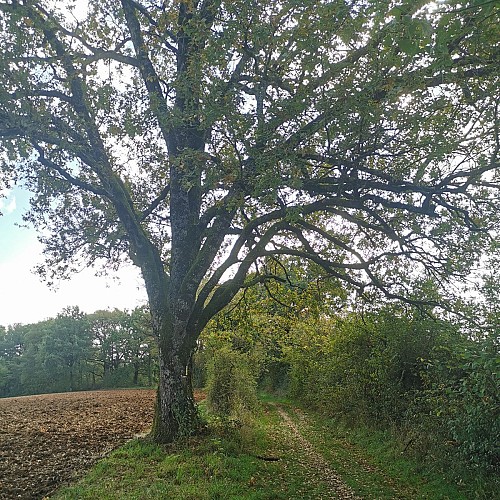 Sentier sur le Cause