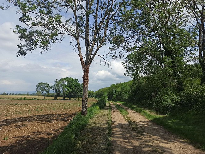Boucle Château de Chazey - Sainte Julie