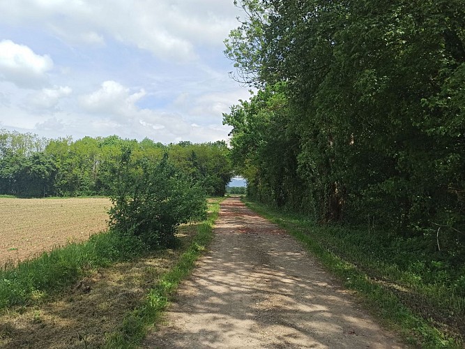 Boucle Château de Chazey - Sainte Julie