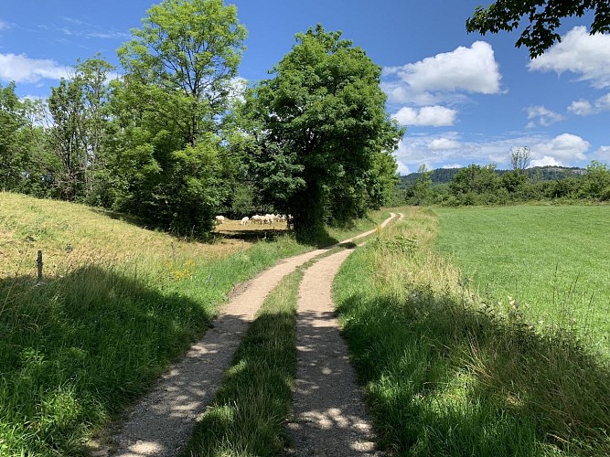 Sentier de randonnée - Ronde des étangs Marron