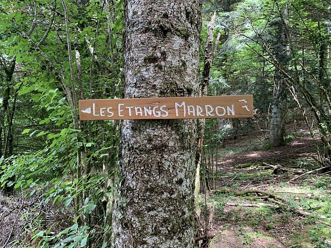 Sentier de randonnée - Ronde des étangs Marron