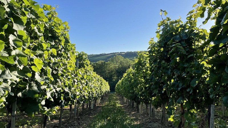 vignes, côtes du couchois, autun morvan tourisme