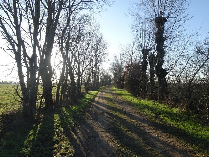 Meyzieu - Rando douce - À travers champs, à l'est de la métropole