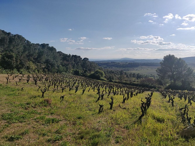 Sentier de randonnée Bize-Minervois : Pierres sèches et Oliviers 1