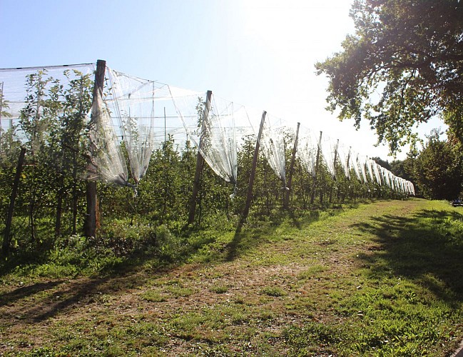 Vergers Golden AOP - Sur les pas d'innocent IV - Beyssac © Jade Lautrete Office de tourisme terres de corèze (4)