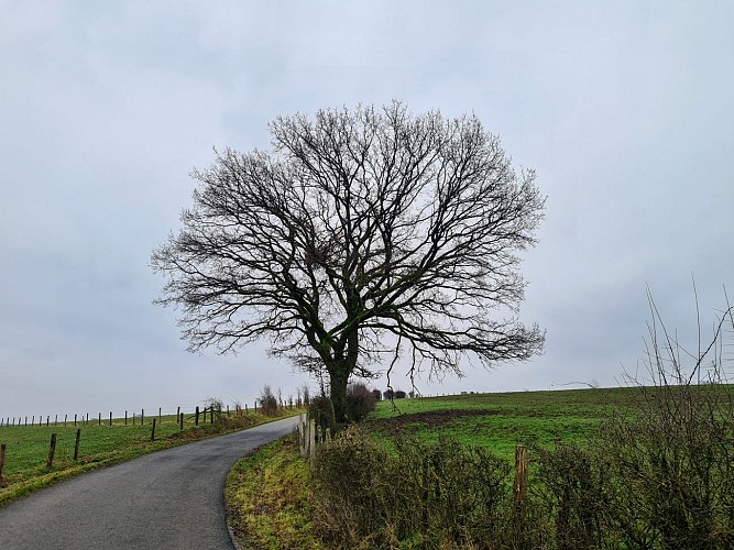 Boutondor©JuliendeHemptinne (7)br