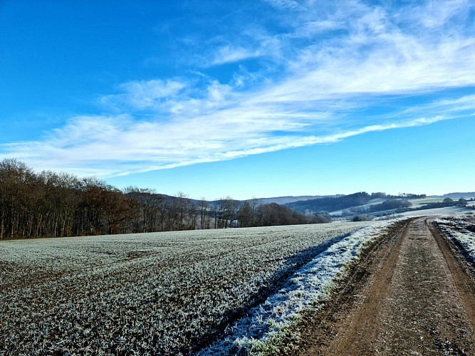 Geranium©JuliendeHemptinne (1)br
