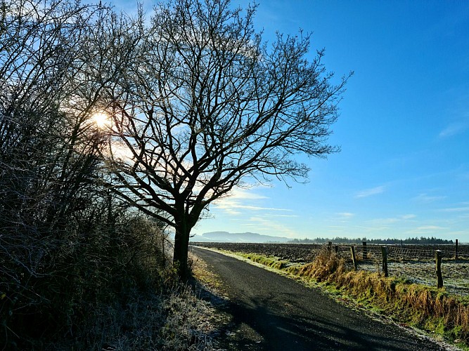 Geranium©JuliendeHemptinne (22)br