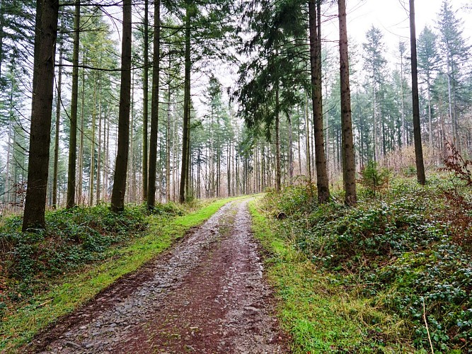 Gentiane©JuliendeHemptinne (5)bisbr