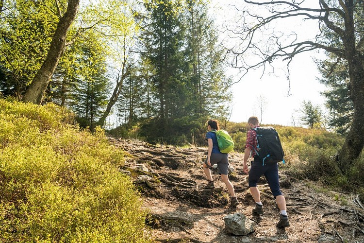 Randonnée dans les Hautes Fagnes