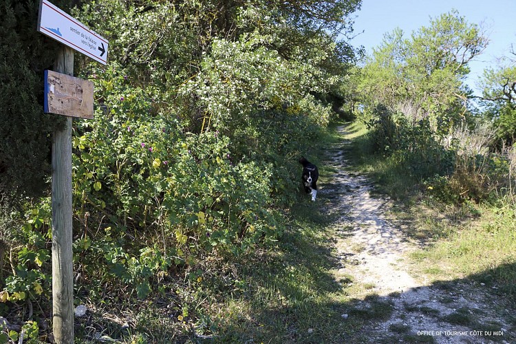 Sentier de randonnée Bages : Dans le sillage de l'anguille