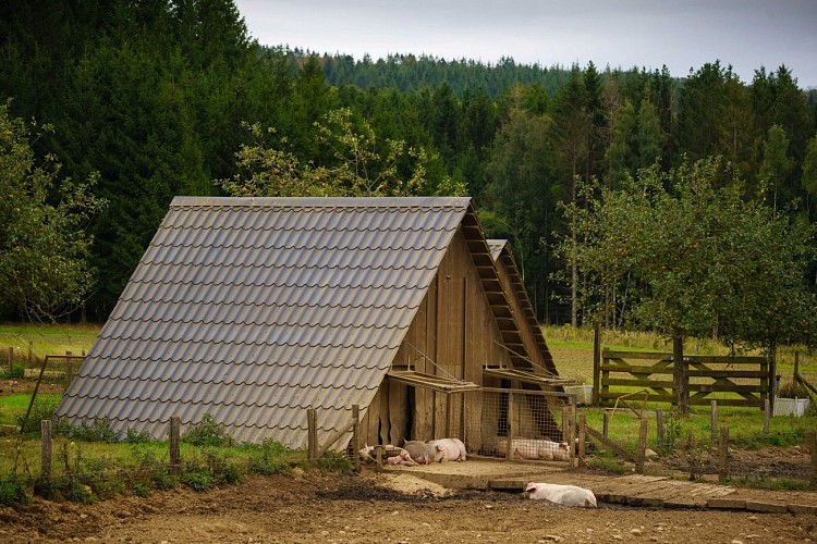 Elevage cochons de prairie