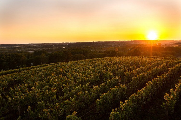 SAUTERNES.septembre20.-2-192