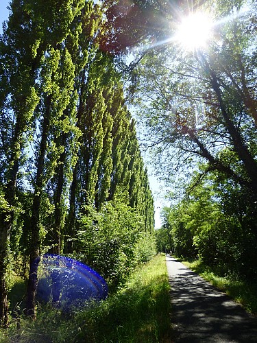Voie Lapébie bordée peupliers