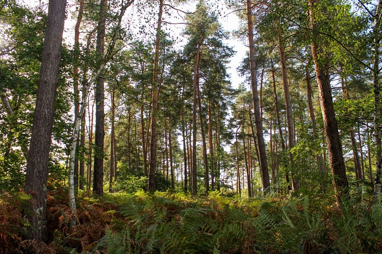 Forêt d'Orléans