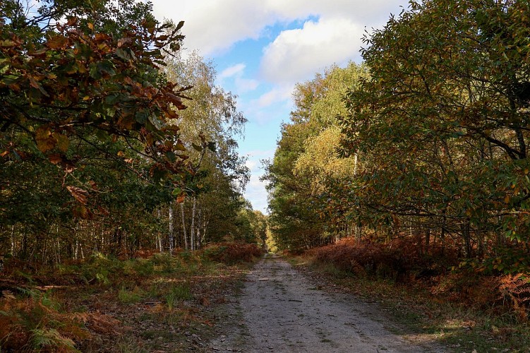 Forêt d'Orléans