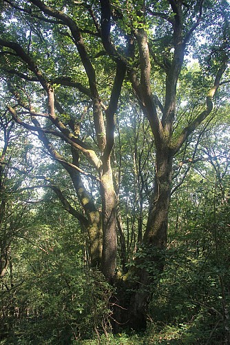 Sentier découverte de la forêt communale de Larreule