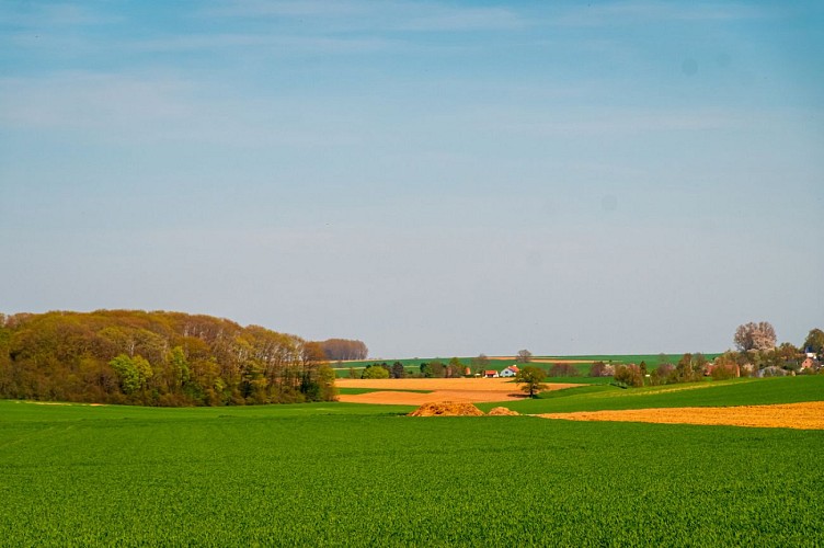 00010522-FTBW-Paysage en Hesbaye Brabançonne