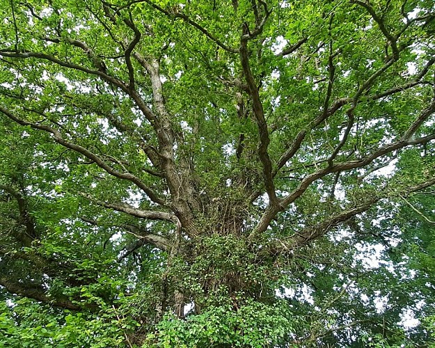 Au fil de l'eau et des moulins