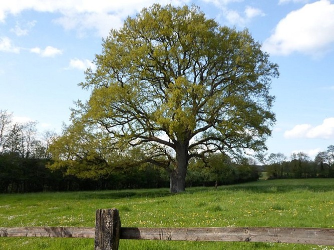 Le gros chêne