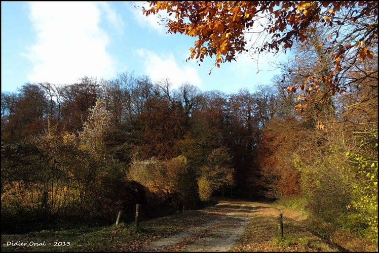 Forêt de Bellême © Didier Orsal