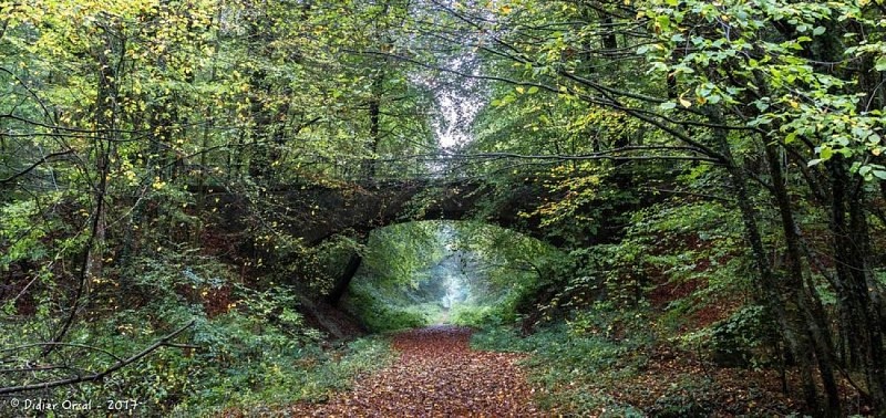 Forêt de Bellême © Didier Orsal