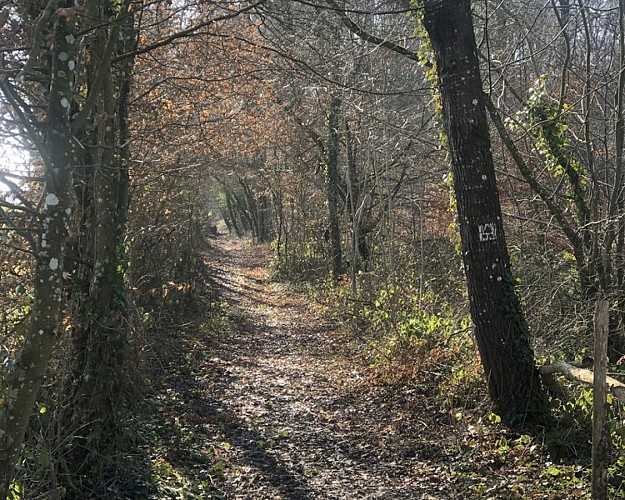 En passant par les bois de Perchet