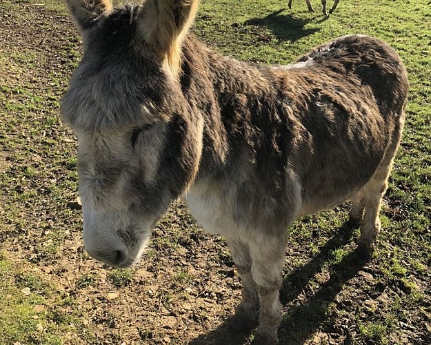 En passant par les bois de Perchet