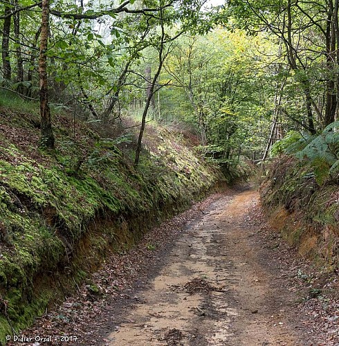 Chemin de César-Bois de Saussay