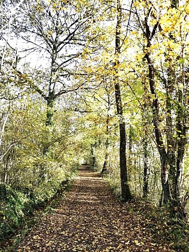 Le chêne de La Lambonnière