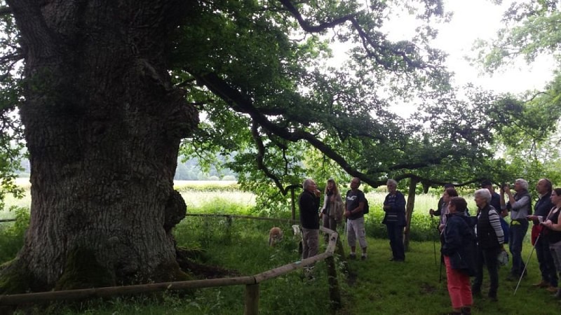 Chêne de La lambonnière