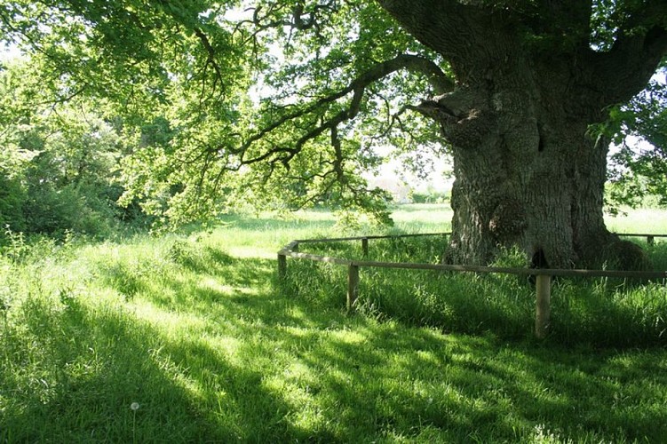 Le Chêne de la Lambonnière