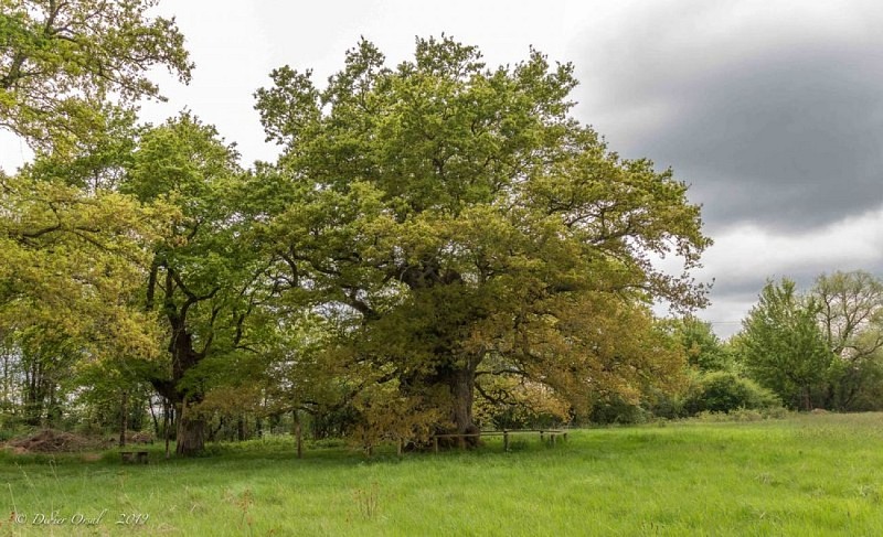 Le chêne de la Lambonnière