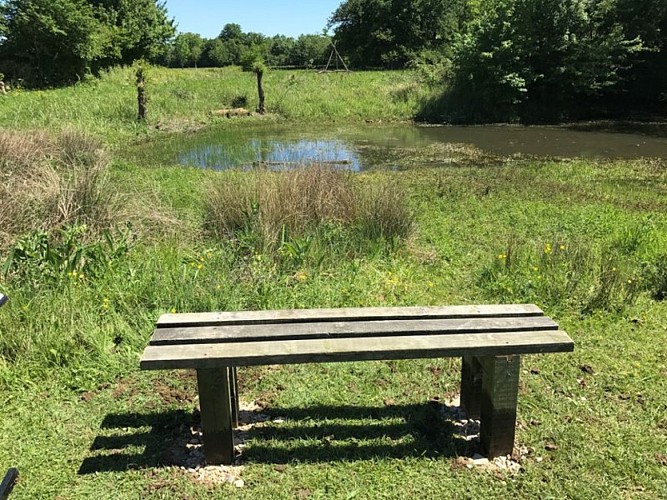 Le chêne de La Lambonnière