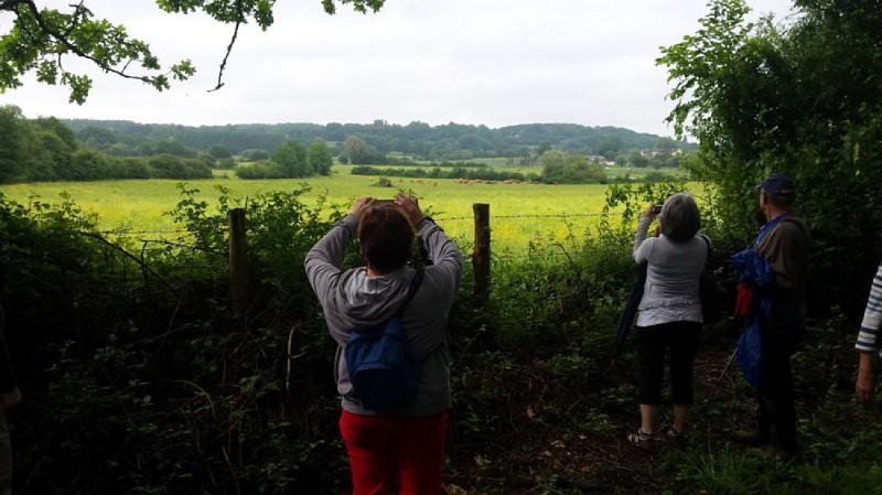 Le chêne de La Lambonnière