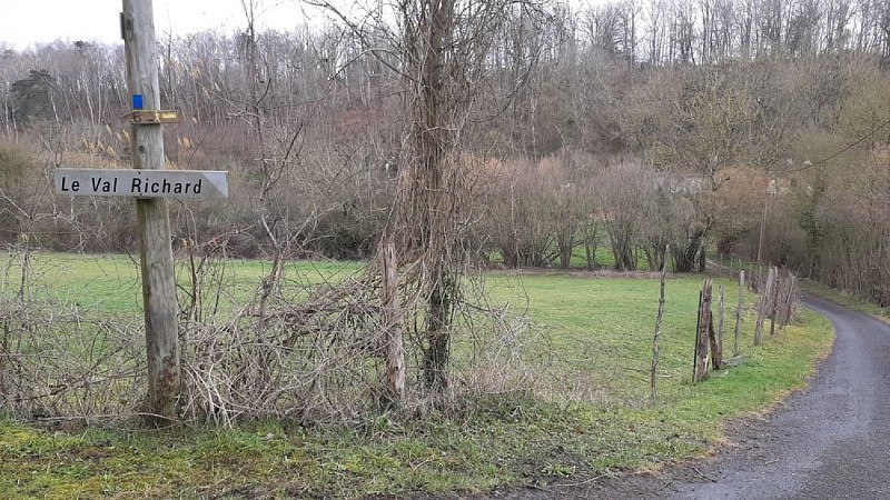 Le petit houx du Parc