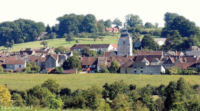 Le petit houx du Parc